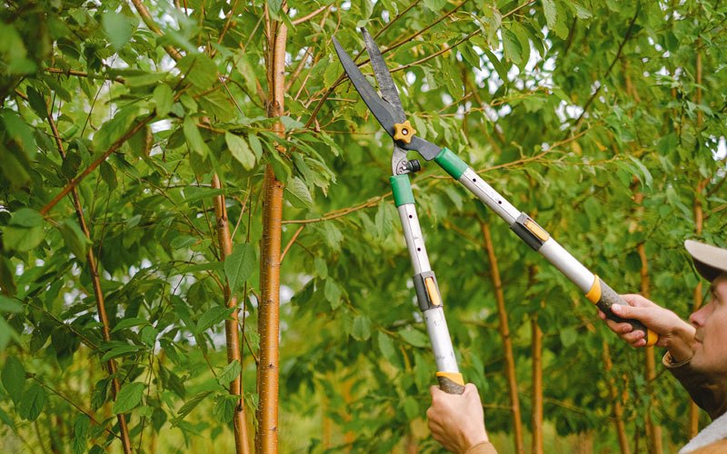 Tree trimming in Stilesville, IN